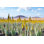 «Aloe Vera Farm Plantation» par Luchschen - photographie sur toile tendue