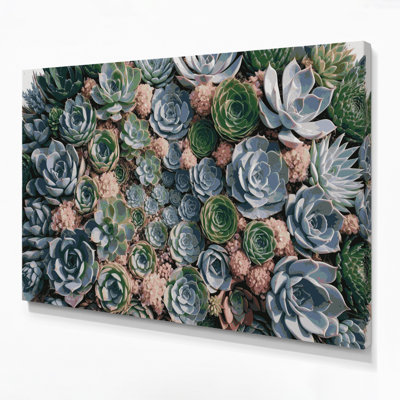Botanical Succulents Gray Canvas Wall Art