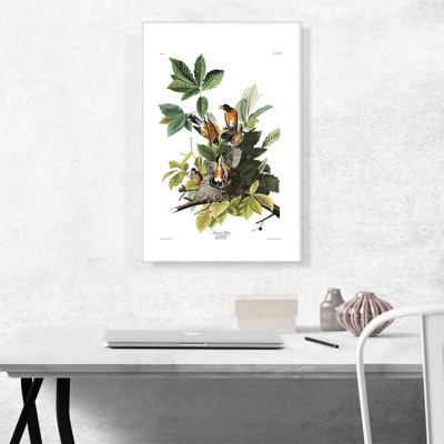 «American Robin» par James Audubon, reproduction d'art sur toile tendue