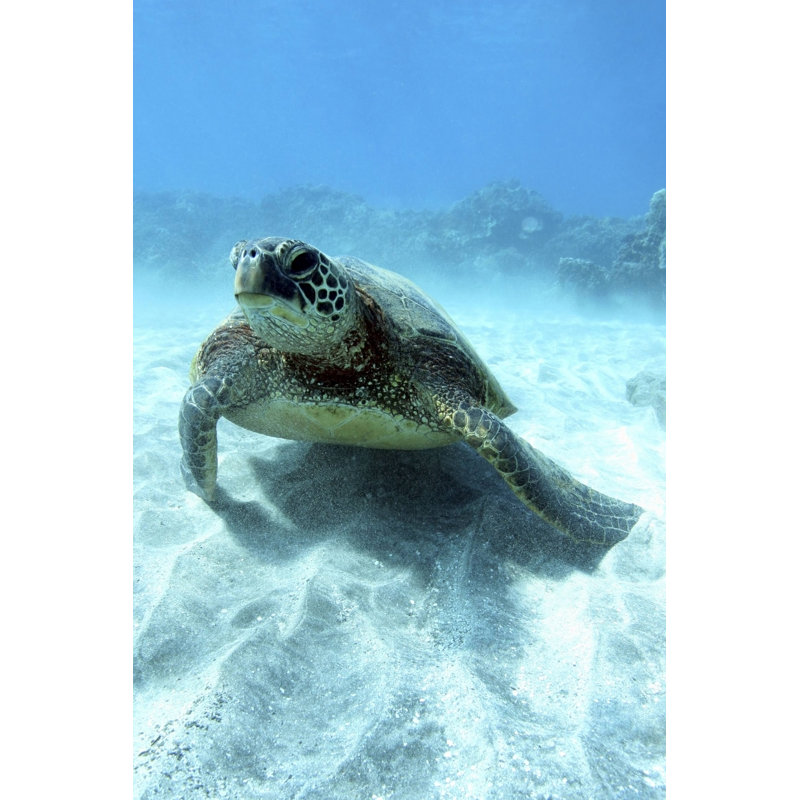 Green Sea Turtle by Triggerfishsaul, 36" H x 24" W