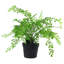 35cm Faux Fern Plant in Pot Liner
