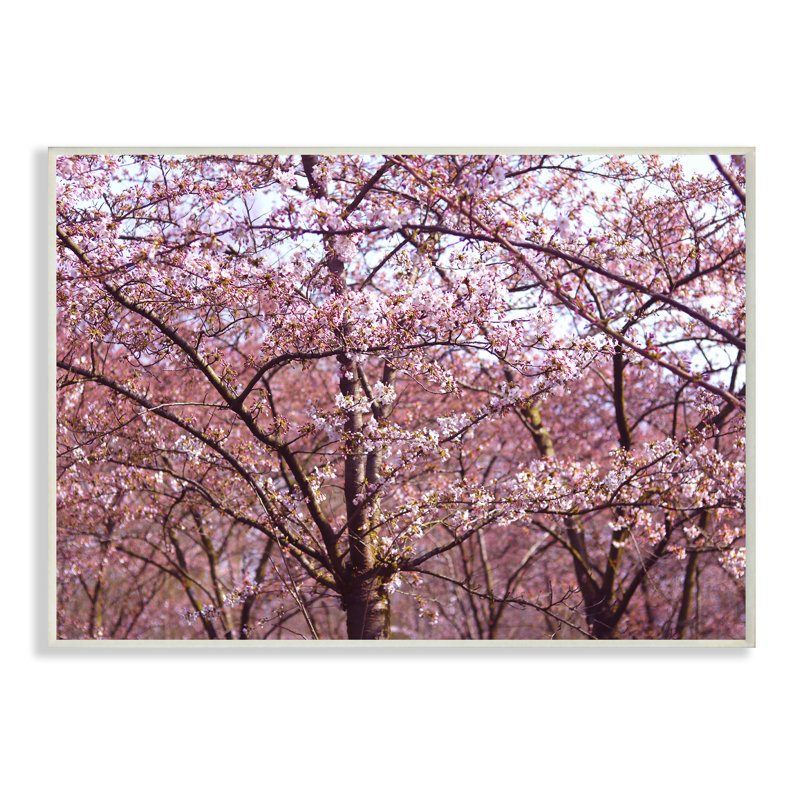 «Pink Sky Cherry Blossom Forest Photographie» par Frances Stpehnie, photographie, H 12,5 po x l 18,5 po x P 0,5 po