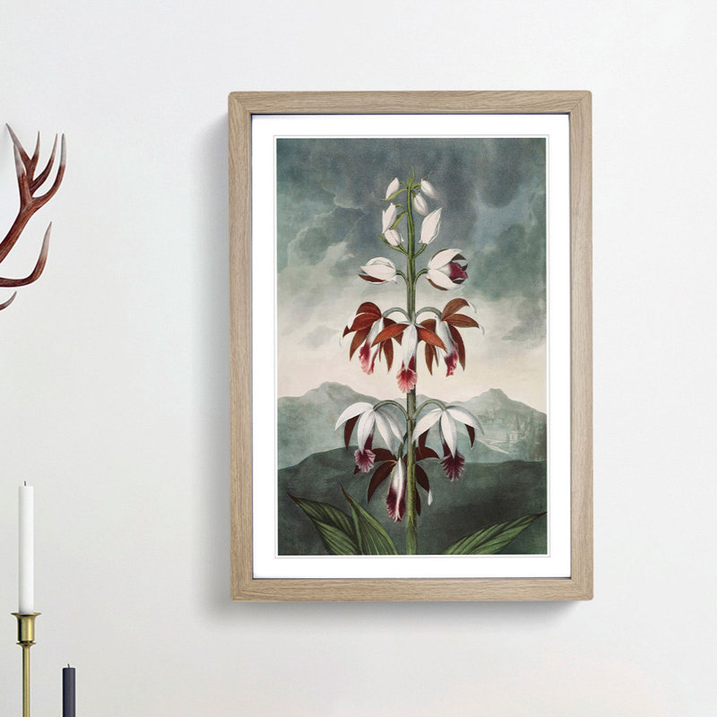 Chinese Limodoron Plant by R.J. Thornton - Picture Frame Painting Print, Oak Framed, 48cm H x 36cm W x 2cm D
