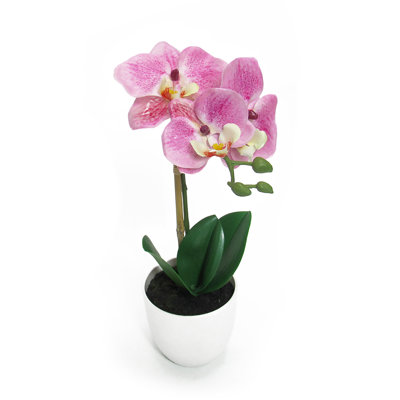 Orchids Arrangement in Pot