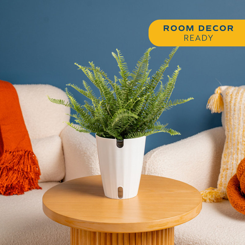Fern in Décor Planter