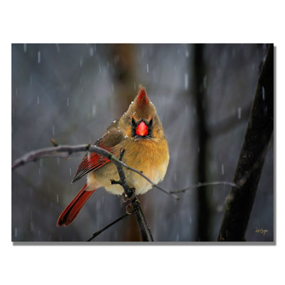 " Snowy Cardinal " by Lois Bryan