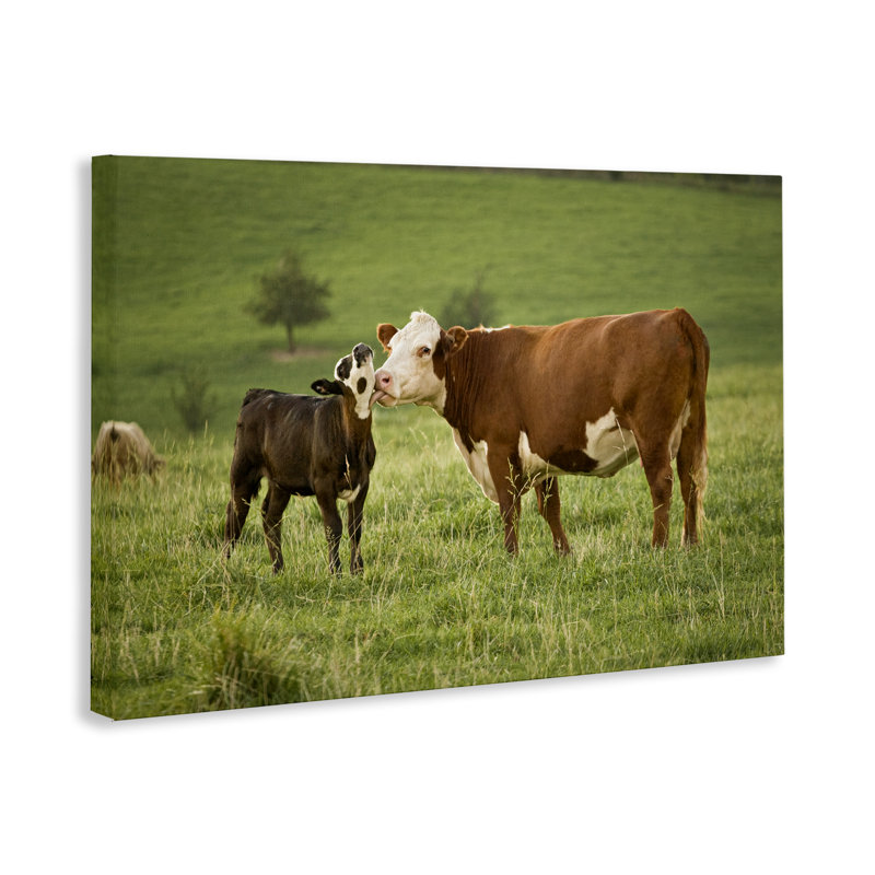 «Cow and Calf Preening», art mural sur toile par Marty Hulsebos, H 30 po x l 45 po