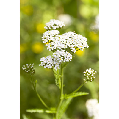 Yarrow (Achillea Millefolium) by Heikekampe