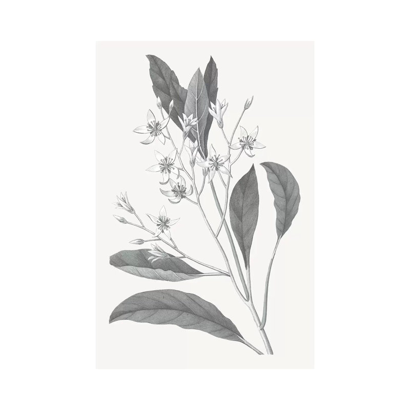 Neutral Botanical V - Wrapped Canvas Painting, 30.48 cm H x 45.72 cm W