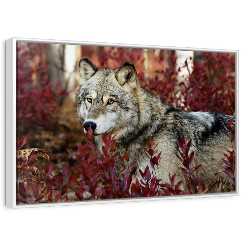 Loup caché, Cadre flottant blanc, 13 po x 9 po