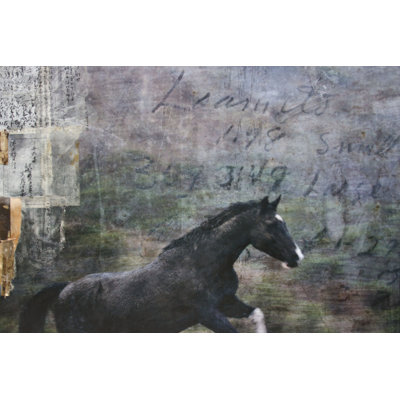 Expositions de chevaux I