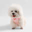 Harnais pour animal de compagnie Arlo-112400898