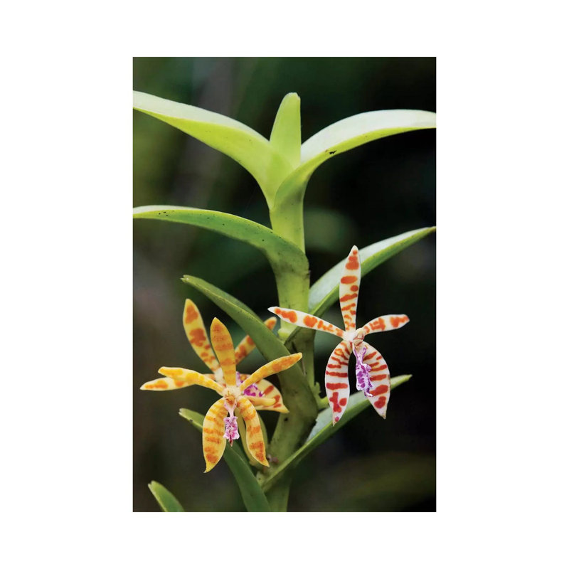 Orchid Flowers, Malaysia by Hiroya Minakuchi - Wrapped Canvas Print, 20.32 cm H x 30.48 cm W
