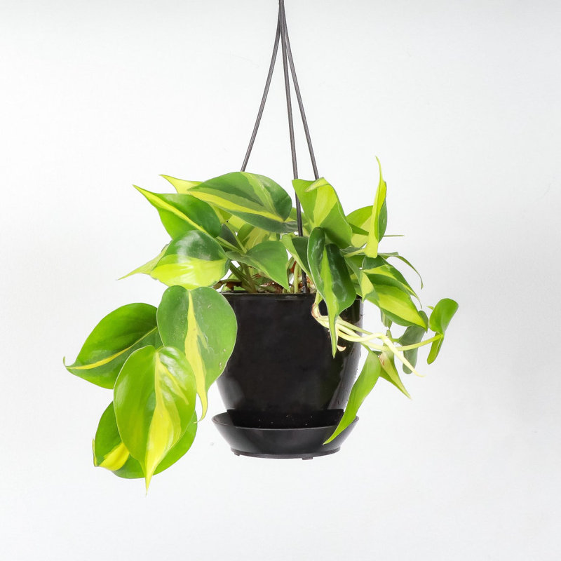 Live Brazil Philodendron Plant in Hanging Pot