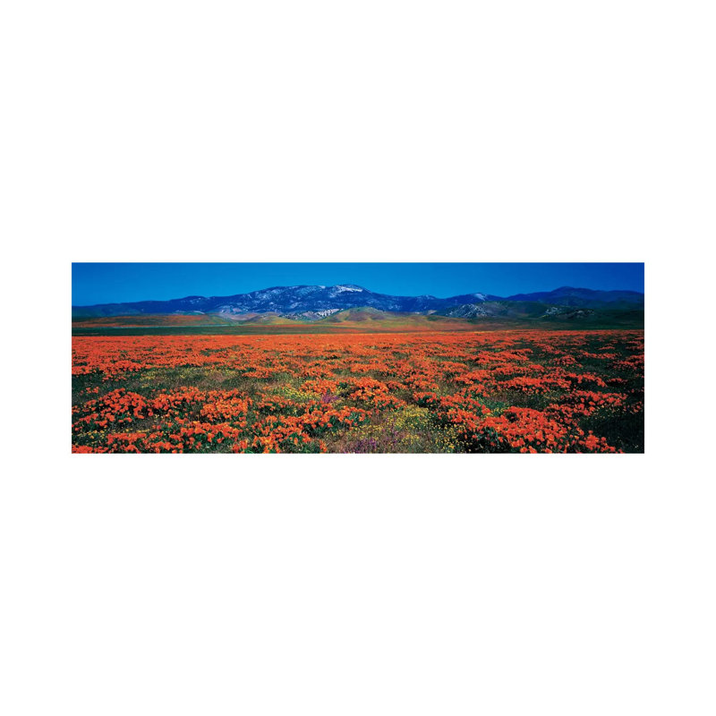 Antelope Valley California Poppy Reserve, Los Angeles County, California, USA - Wrapped Canvas Panoramic Print