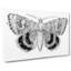 Sleepy Underwing Moth by S.F. Denton - Wrapped Canvas-55318487