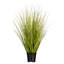  48" Potted Green/Brown Switchgrass.-224416950