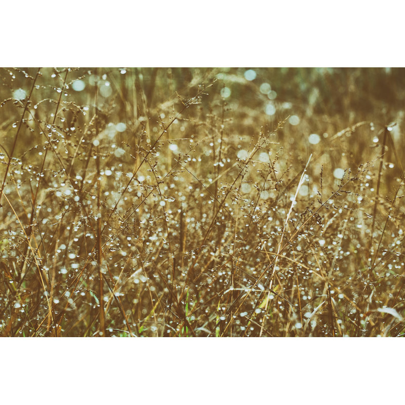 Rosée sur les herbes, H 8 po x l 12 po, Non, Cadre flottant noir