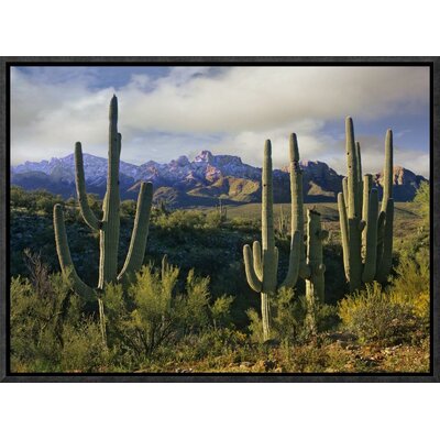 Saguaro Cacti and Santa Catalina Mountains, Arizona by Tim Fitzharris Framed Photographic Print on Canvas -  Global Gallery, GCF-396350-1216-175