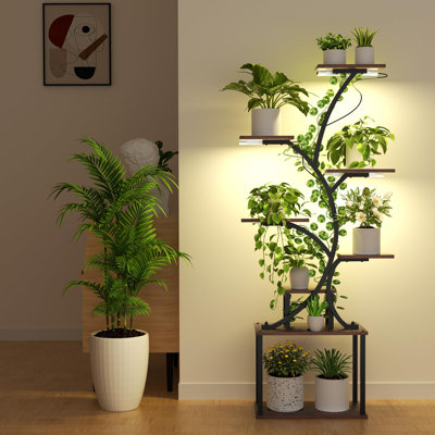 money plant vs money tree Money Tree Plant