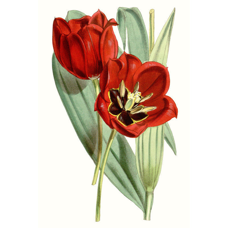 Curtis Tulips V by Curtis - Painting Print, Wrapped Canvas, 46cm H x 30cm W