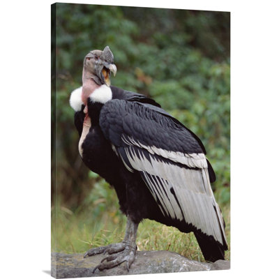 " Andean Condor Male, Cayambe, Ecuador "