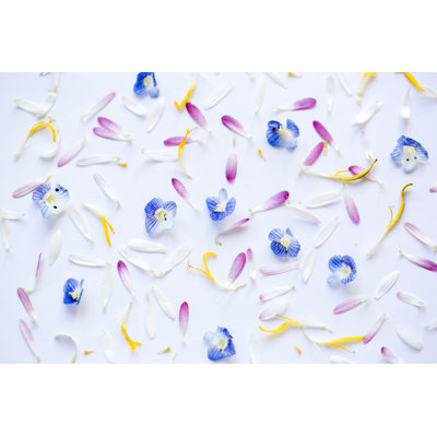 Composition of Flowers and Petals by Jeja