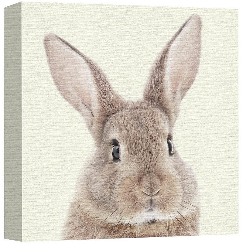 Baby Animals " Brown Bunny Rabbit Portrait Animals Wildlife ", 12" H x 12" W x 1.5" D