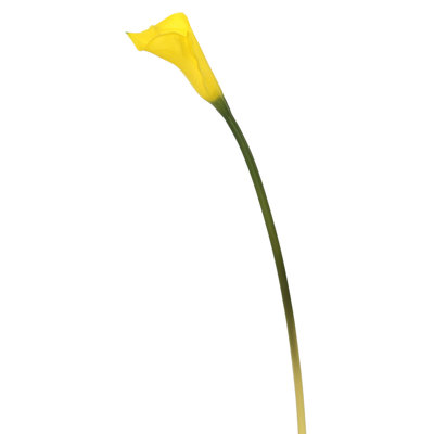 Cauldwell Calla Lily Stems