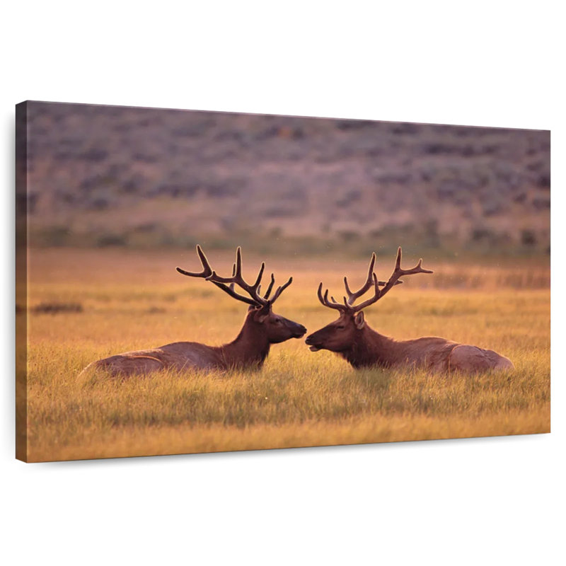 Bramd Stag Buddies, H 16 po x l 24 po