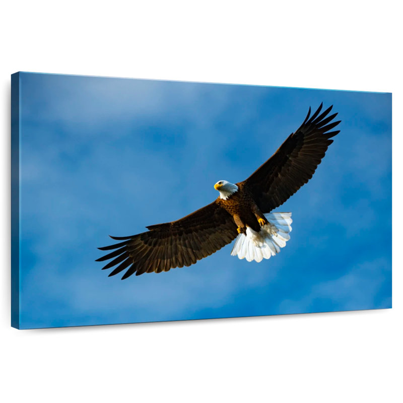Eagle From Below, 30" H x 45" W