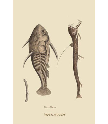 " Catfish And Viper " by Catesby Catesby