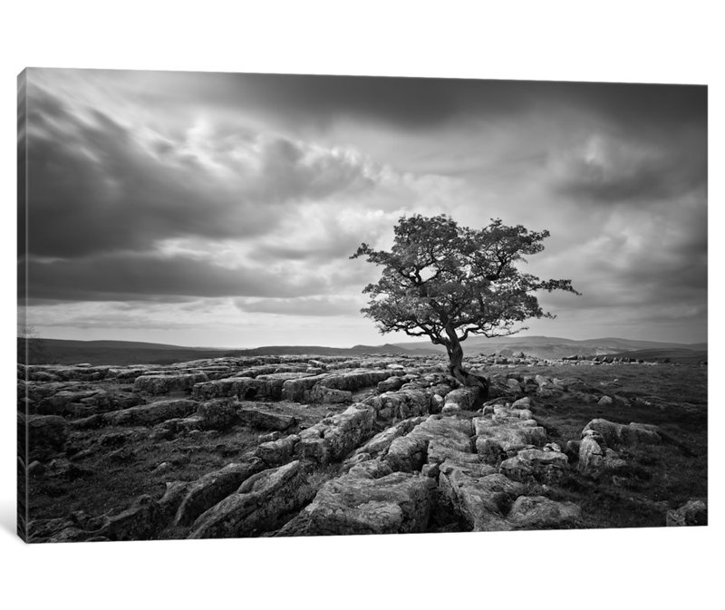 «Pavement and Tree I», reproduction de photo sur toile, H 26 po x l 40 po x P 1,5 po