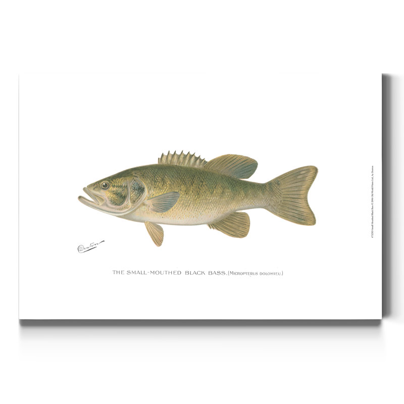 « Small-Mouthdown Black Bass »-impression sur toile tendue, H 36 po x l 24 po x P 1 po