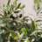41.3'' Plant-31073286-40018729