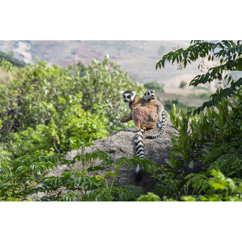 Ring-Tailed Lemur by Guenterguni - Wrapped Canvas Print, 51cm H x 76cm W x 3.8cm D