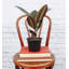 Live Burgundy Rubber Plant-49662164