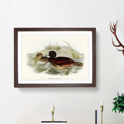 Blue Billed Duck by Elizabeth Gould - Picture Frame Painting Print