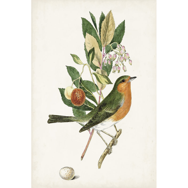 Antique Bird, Botanical And Egg I - Graphic Art, 30 cm H x 20 cm W, Wrapped Canvas