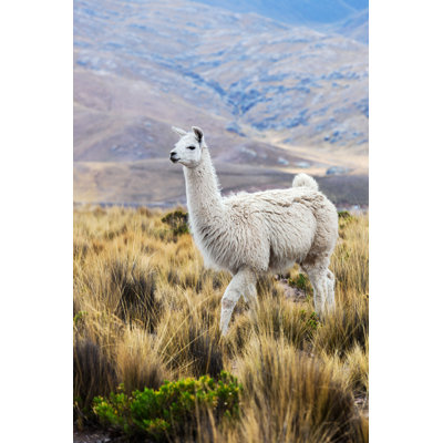 Lama in a Pasture in the Mountains - Photographie sur toile tendue