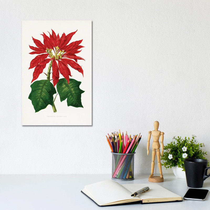«Poinsettia Pulcherrima Leaf Illustration», reproduction d'art sur toile tendue