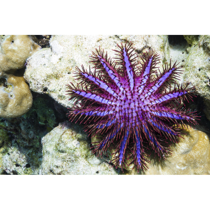 Crown Of Thorns Starfish - Wrapped Canvas Print, 30cm H x 46cm W x 3.8cm D