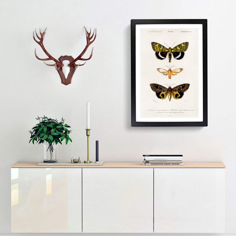 Moth Illustrations Pl.18 by Charles d' Orbigny - Picture Frame Painting Print, 48cm H x 36cm W x 2cm D, Black Framed