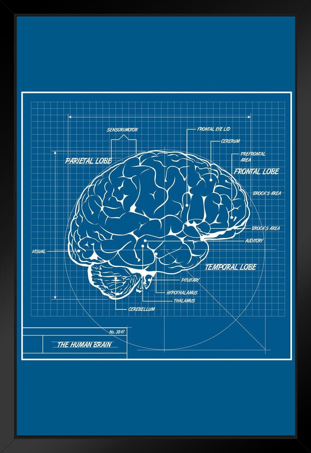 Blue print страна. Мозг человека чертеж. Мозг человека Графика. Синий чертеж мозга. Мозг простое Графическое изображение.