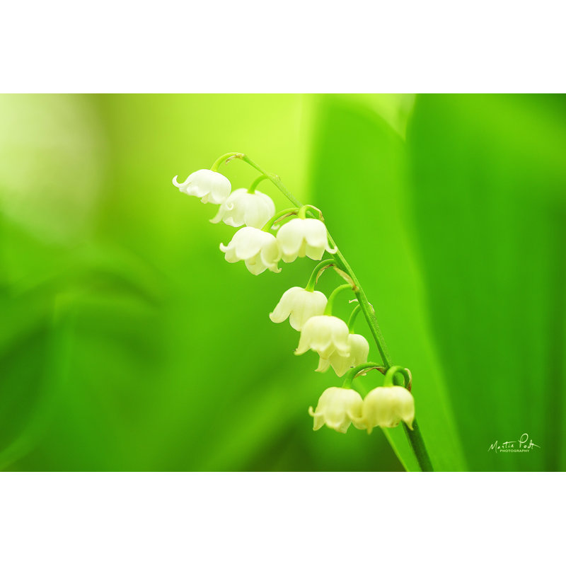 Muguet par Martin Podt - reproduction, L 12 po x H 8 po, Toile tendue