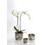 Dansbury Cache Pot Large-1219313451