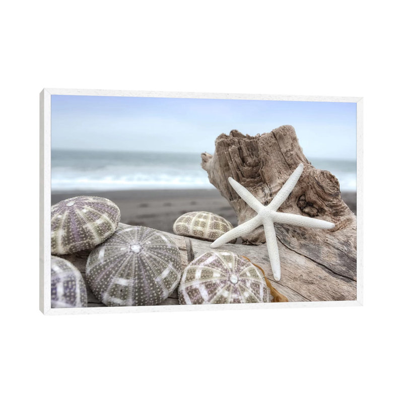 Crescent Beach Shells V 1 Piece Floater Frame Wall Art on Canvas, 101.6 cm H x 66.04 cm W, White Framed