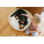 Lit pour chien Scrags