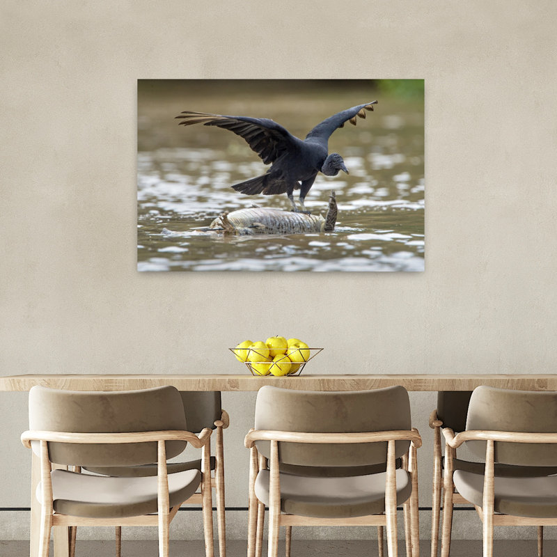 Black Vulture Feeding On Dead Alligator Pantanal Wetlands Brazil by Todd Gustafson - Wrapped Canvas Print