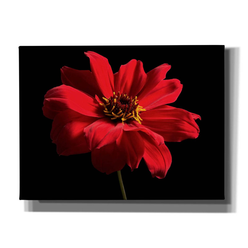 Fleur rouge sur fond noir 01 par Tom Quartermaine, H 12 po x l 16 po x P 0,75 po